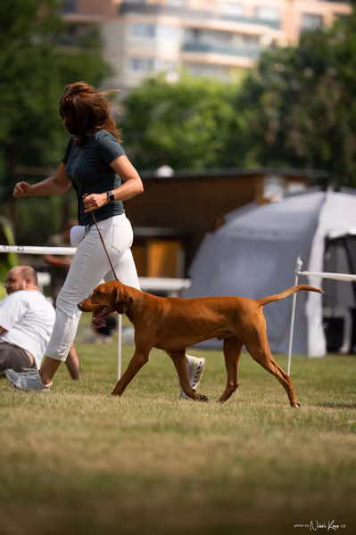 NVP Mladá Boleslav – Vizsla