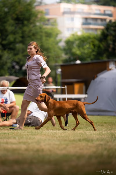 NVP Mladá Boleslav – Vizsla