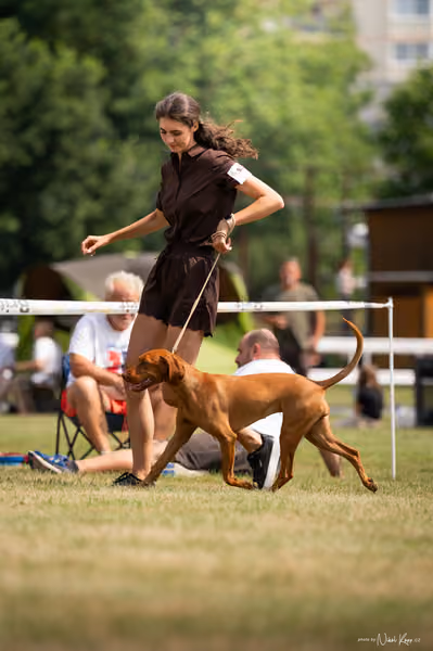 NVP Mladá Boleslav – Vizsla