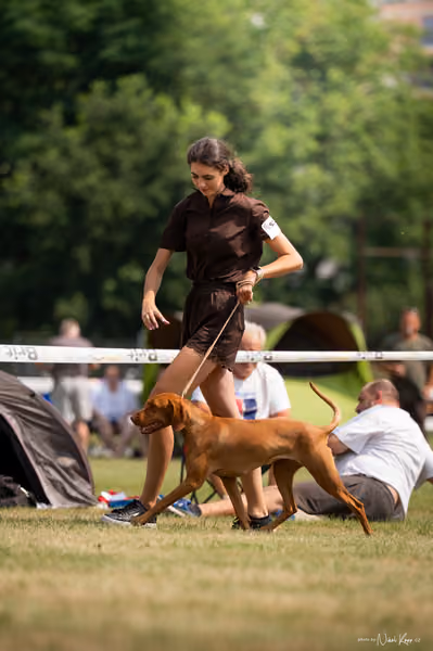 NVP Mladá Boleslav – Vizsla