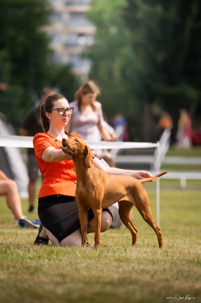 NVP Mladá Boleslav – Vizsla