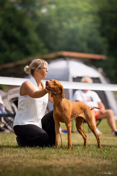 NVP Mladá Boleslav – Vizsla