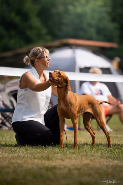 NVP Mladá Boleslav – Vizsla