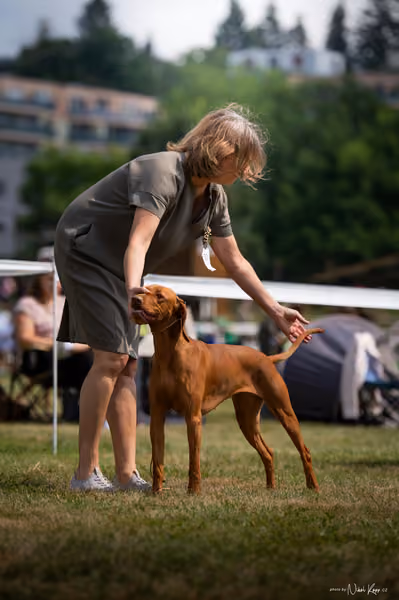NVP Mladá Boleslav – Vizsla
