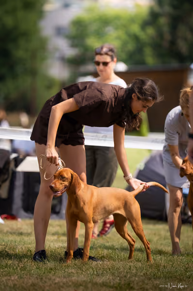 NVP Mladá Boleslav – Vizsla
