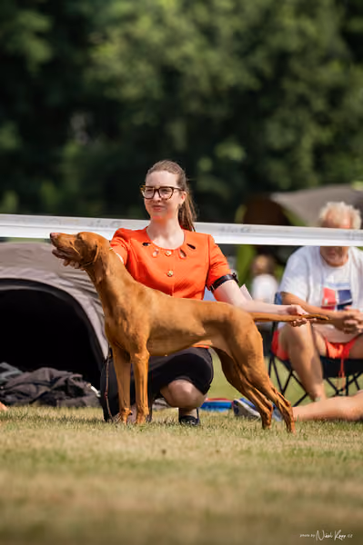 NVP Mladá Boleslav – Vizsla