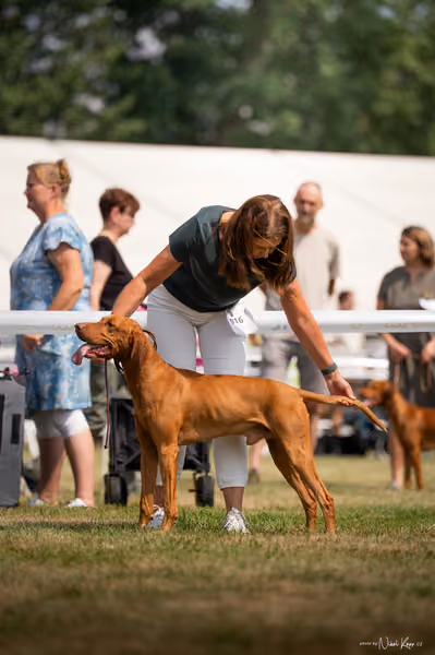 NVP Mladá Boleslav – Vizsla