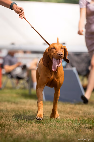 NVP Mladá Boleslav – Vizsla