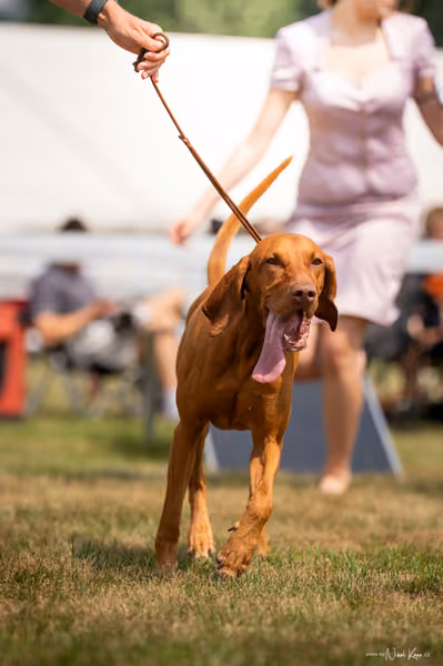 NVP Mladá Boleslav – Vizsla