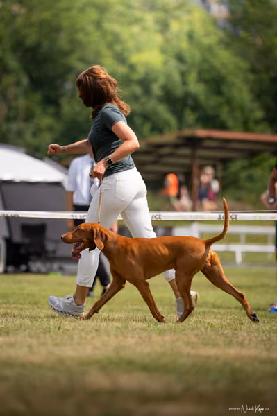 NVP Mladá Boleslav – Vizsla
