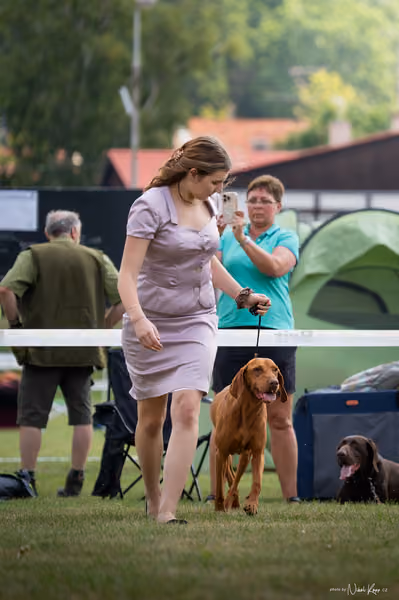 NVP Mladá Boleslav – Vizsla