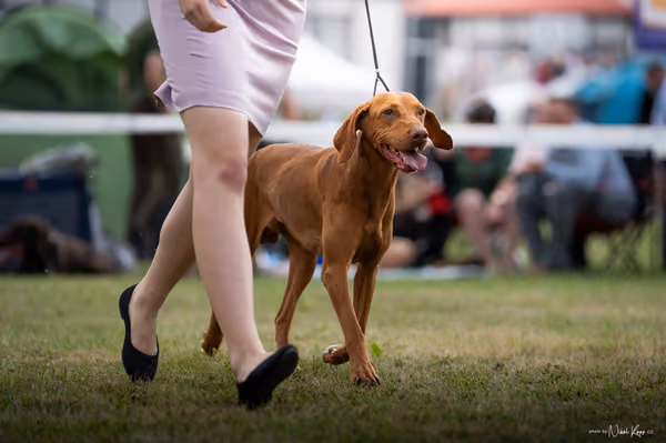 NVP Mladá Boleslav – Vizsla