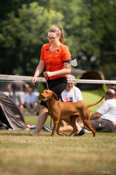 NVP Mladá Boleslav – Vizsla