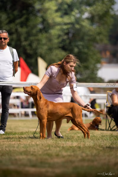 NVP Mladá Boleslav – Vizsla