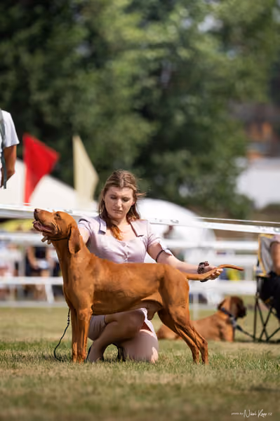 NVP Mladá Boleslav – Vizsla