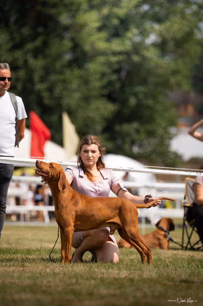 NVP Mladá Boleslav – Vizsla