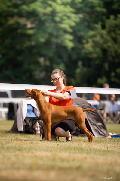 NVP Mladá Boleslav – Vizsla