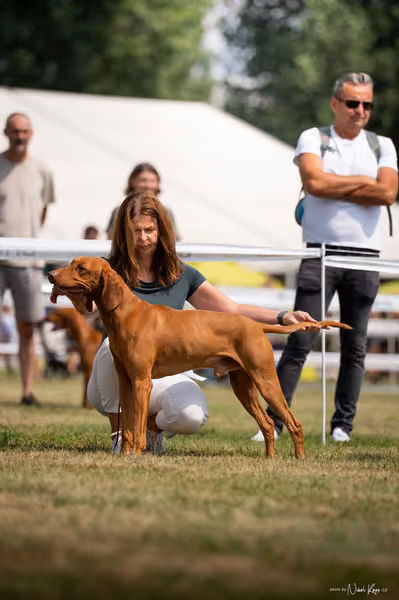 NVP Mladá Boleslav – Vizsla