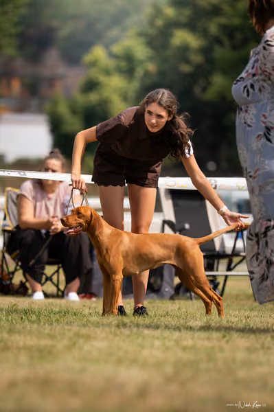NVP Mladá Boleslav – Vizsla