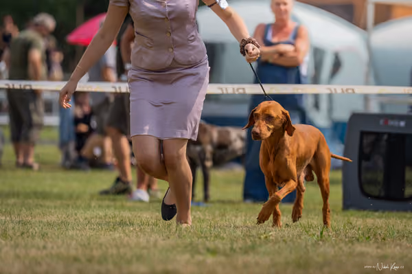 NVP Mladá Boleslav – Vizsla