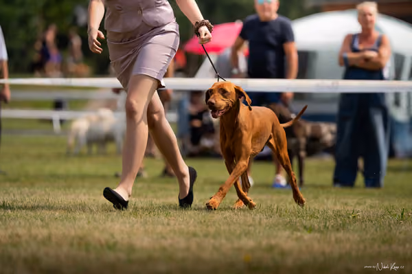 NVP Mladá Boleslav – Vizsla