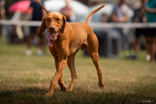 NVP Mladá Boleslav – Vizsla