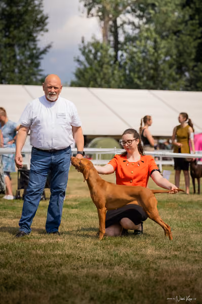 NVP Mladá Boleslav – Vizsla
