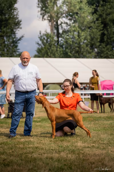NVP Mladá Boleslav – Vizsla
