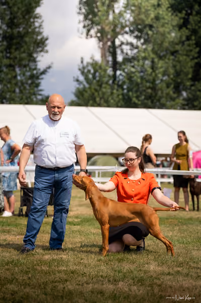NVP Mladá Boleslav – Vizsla