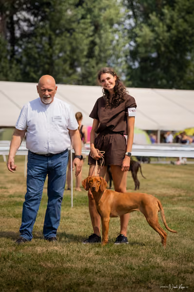 NVP Mladá Boleslav – Vizsla