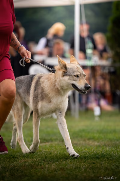 NVP Mladá Boleslav – FCI 1