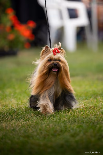 NVP Mladá Boleslav – FCI 3