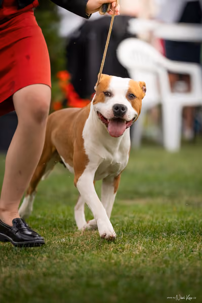 NVP Mladá Boleslav – FCI 3 Junior
