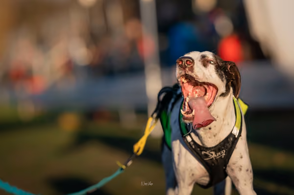 ICF WORLD CHAMPIONSHIP — ICF - FRIDAY – 7. listopadu 2025