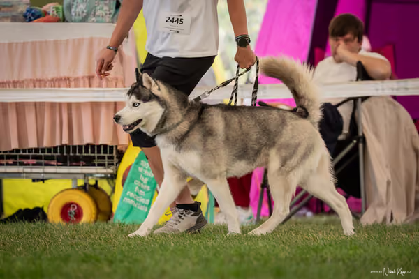 CACIB Mladá Boleslav – Sibiřský husky