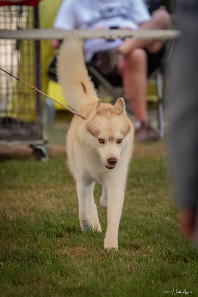 CACIB Mladá Boleslav – Sibiřský husky