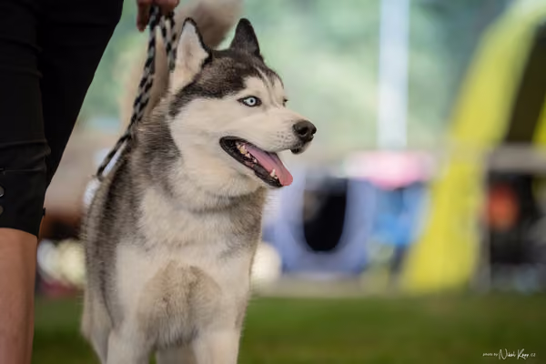 CACIB Mladá Boleslav – Sibiřský husky