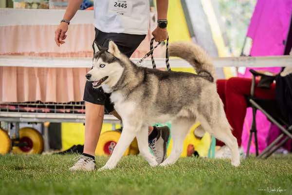 CACIB Mladá Boleslav – Sibiřský husky