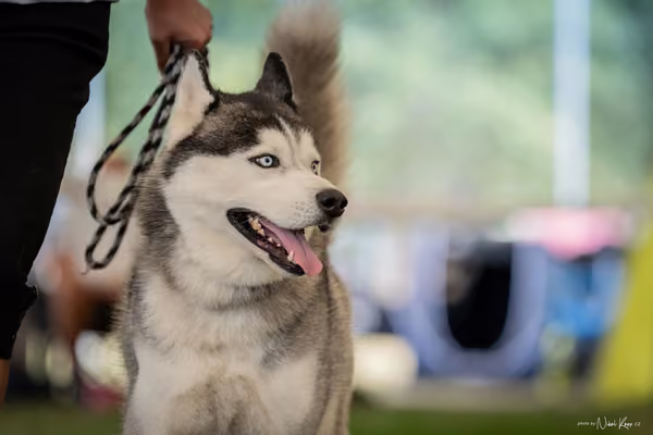 CACIB Mladá Boleslav – Sibiřský husky
