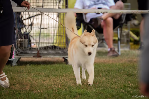 CACIB Mladá Boleslav – Sibiřský husky