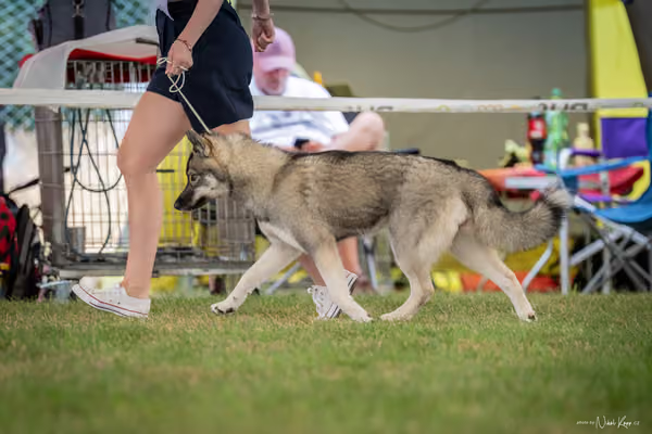 CACIB Mladá Boleslav – Sibiřský husky