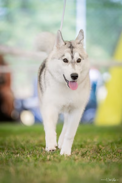 CACIB Mladá Boleslav – Sibiřský husky