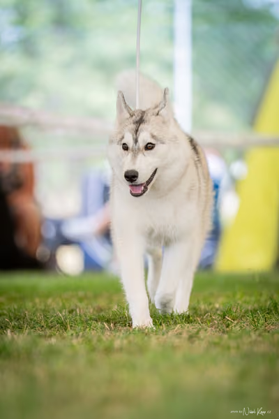 CACIB Mladá Boleslav – Sibiřský husky