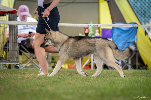 CACIB Mladá Boleslav – Sibiřský husky