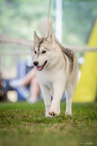 CACIB Mladá Boleslav – Sibiřský husky