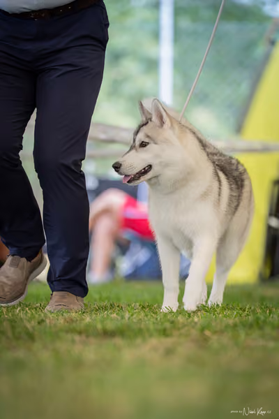 CACIB Mladá Boleslav – Sibiřský husky