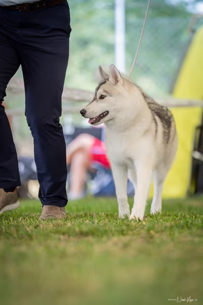 CACIB Mladá Boleslav – Sibiřský husky