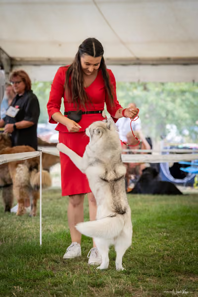 CACIB Mladá Boleslav – Sibiřský husky