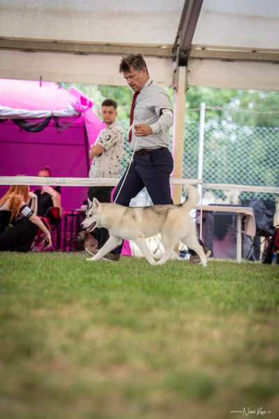 CACIB Mladá Boleslav – Sibiřský husky