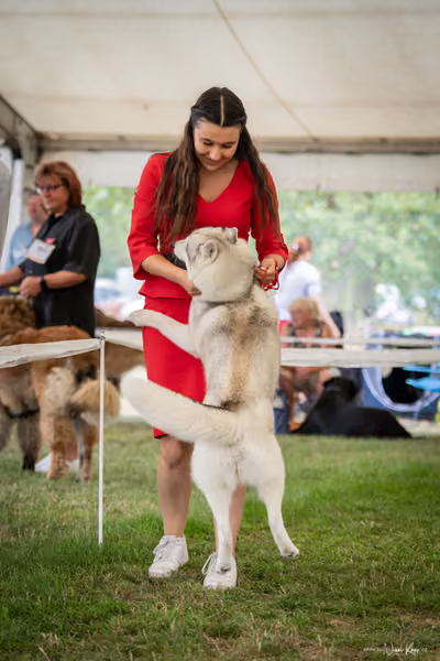 CACIB Mladá Boleslav – Sibiřský husky